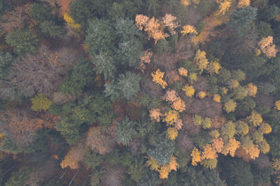 Directly above shot of trees growing in forest