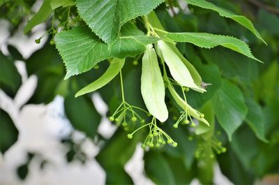 Close-up of fresh green leaves