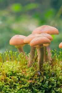 Close-up of mushroom growing on field