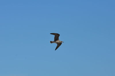 Low angle view of seagull flying in sky