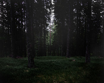 Trees on field in forest