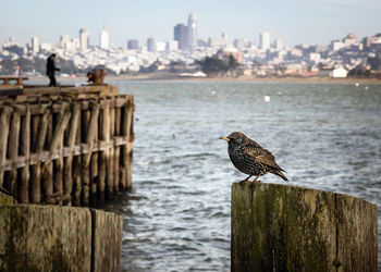 Seagull perching on wooden post in sea with city skyline in background