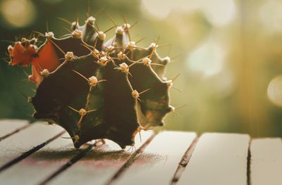 Close-up of cactus plant