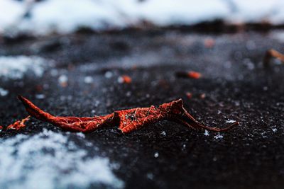 Close-up of autumn leaves on land