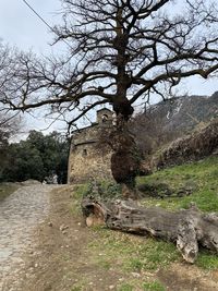 View of tree on field