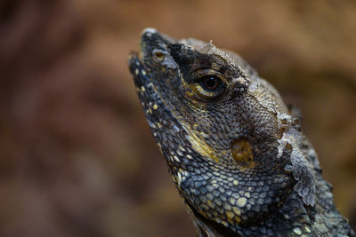 Close-up of lizard