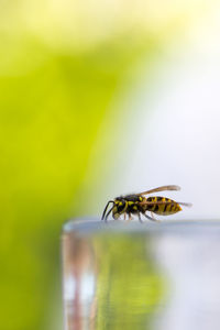 Close-up of insect on leaf