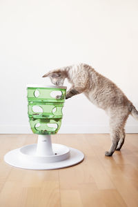 Cat sitting on table against white background