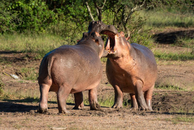 Two hippo open mouths at each other