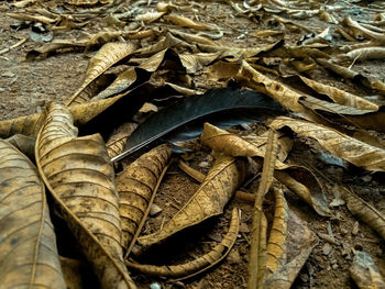 High angle view of dried leaves on field