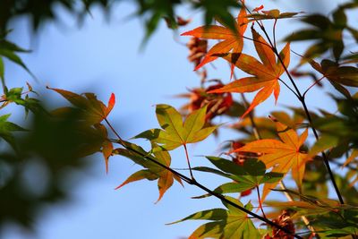 Close-up of leaves on tree