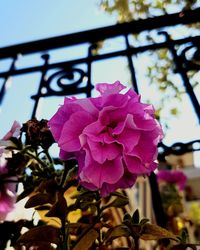 Close-up of pink flowers blooming against sky