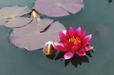 Close-up of lotus water lily in pond