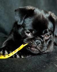 Close-up portrait of dog