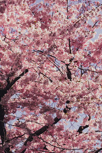 Low angle view of cherry blossom tree