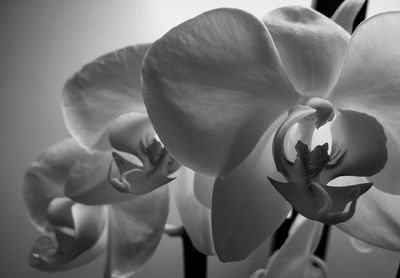 Close-up of flower blooming outdoors