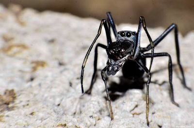 Close-up of spider