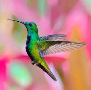 Close-up of a bird perching