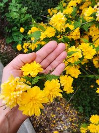 Midsection of person holding yellow flowering plant