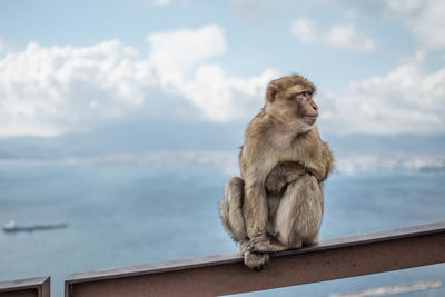Monkey sitting on railing against sea