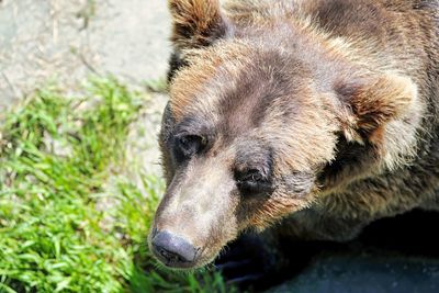 High angle view of bear standing outdoors