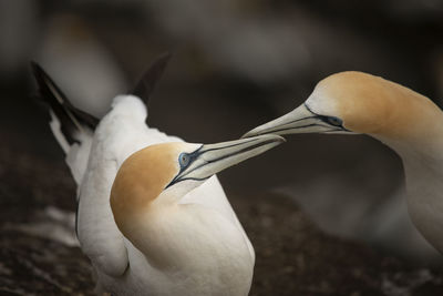 Close-up of a bird