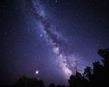 Low angle view of trees against star field at night