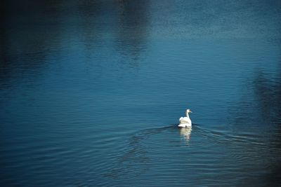 High angle view of swan swimming in lake