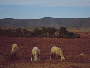 Sheep grazing on field against sky
