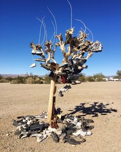 Shoes hanging on bare tree at field against clear blue sky