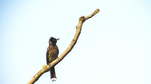 Low angle view of birds perching on branch against clear sky