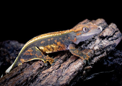 Close-up of lizard on tree trunk