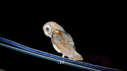 Close-up of bird perching on black background