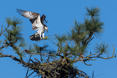 Low angle view of osprey perching on branch against clear blue sky