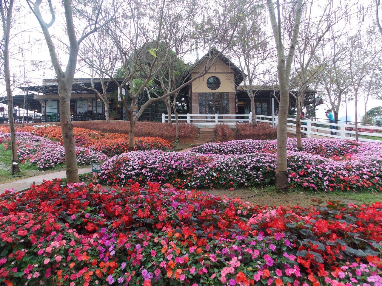 PINK FLOWERS BLOOMING IN PARK