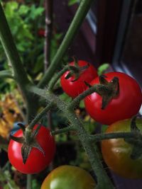 Close-up of red berries on tree