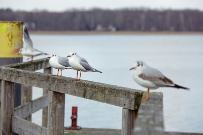 Seagulls perching on wood