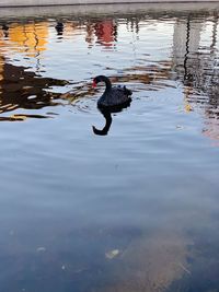 High angle view of ducks swimming in lake