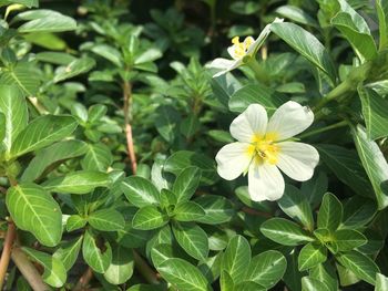 Close-up of white flowering plants