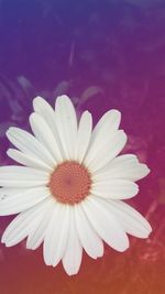 Close-up of white flower blooming outdoors