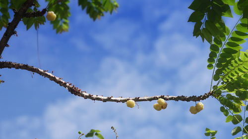 Low angle view of berries on tree against sky