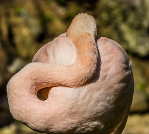 Close-up of swan