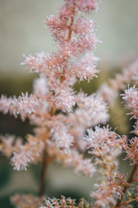 Close-up of flowering plant