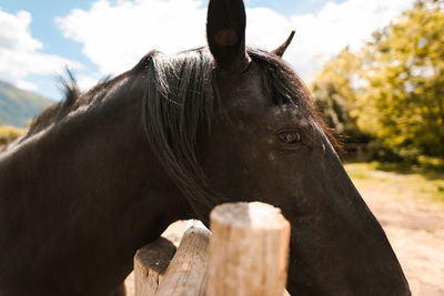 Close-up of a horse