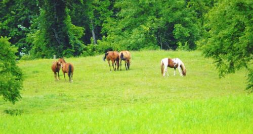 Horses grazing on field in forest