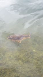 High angle view of fish swimming in sea