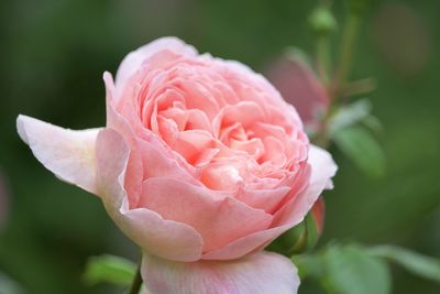 Close-up of pink flower