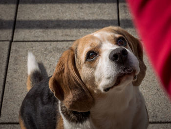 Beagle dog drools over food