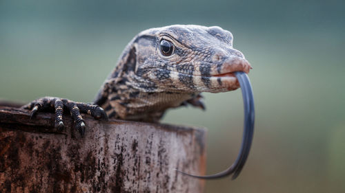 Close-up of a lizard on wood
