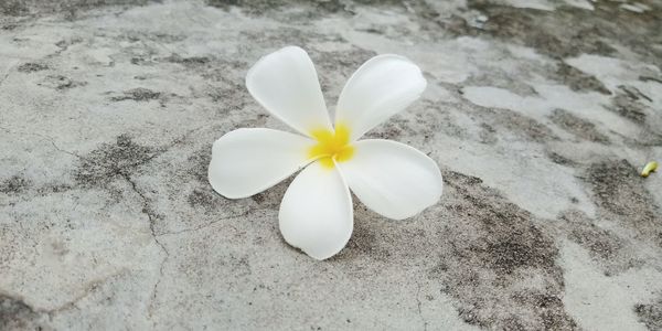 High angle view of white flower on land